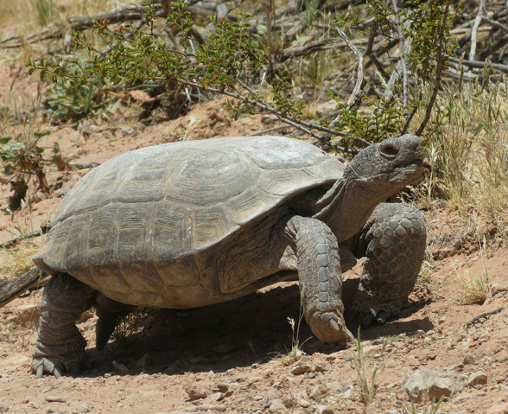 Desert Tortoise